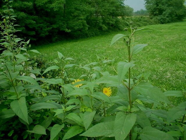 Helianthus tuberosus / Topinambur